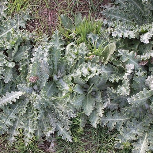 Scotch Thistle