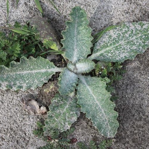 Scotch Thistle