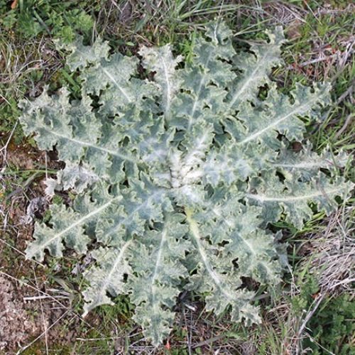 Scotch Thistle