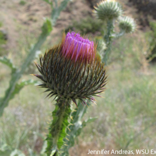 Scotch Thistle