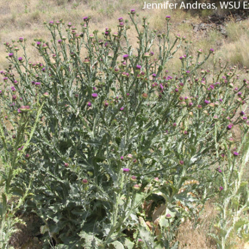 Scotch Thistle