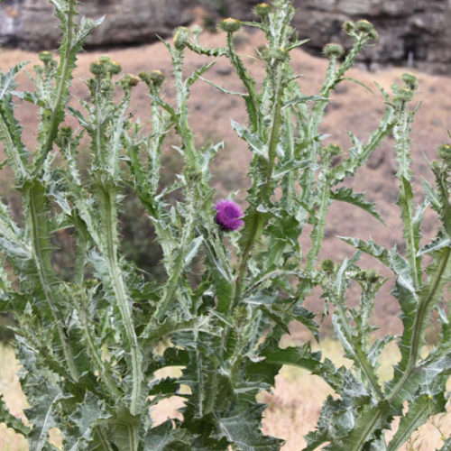 Scotch Thistle