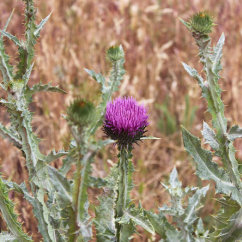 Scotch Thistle