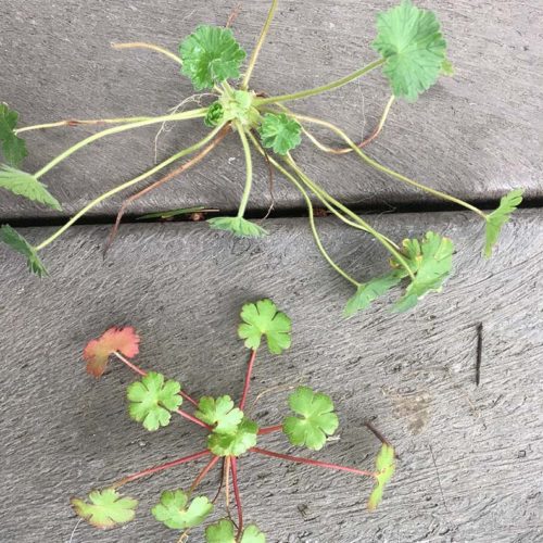 Wednesday Weed – Shining Cranesbill