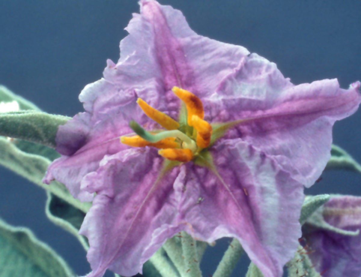 Washington State Noxious Weed Control Board