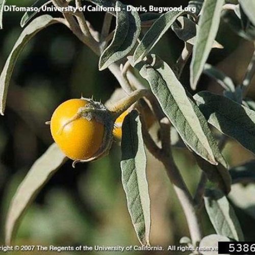 Washington State Noxious Weed Control Board