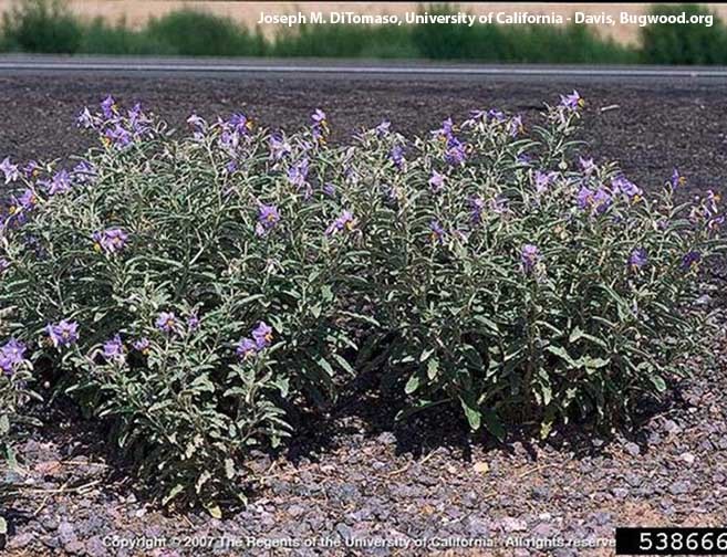 Washington State Noxious Weed Control Board