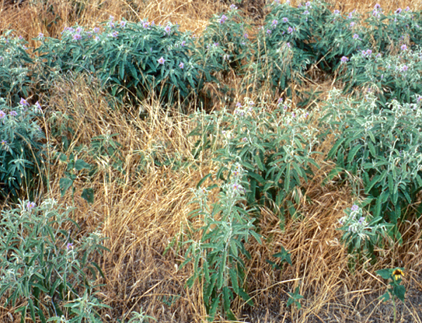 Washington State Noxious Weed Control Board