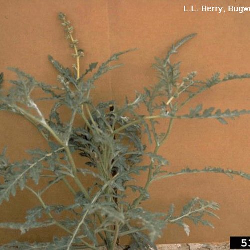 Skeletonleaf Bursage