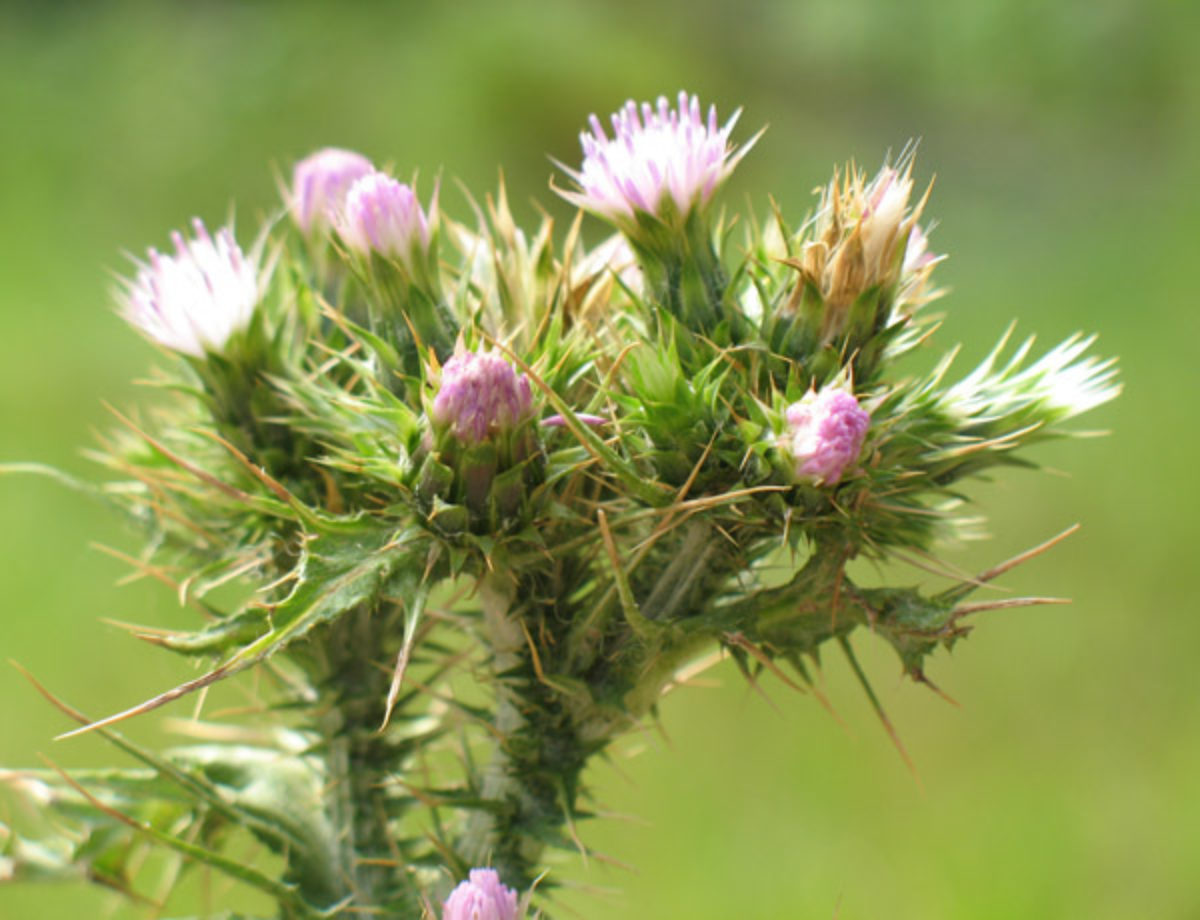 Slenderflower Thistle Slenderflower Thistle