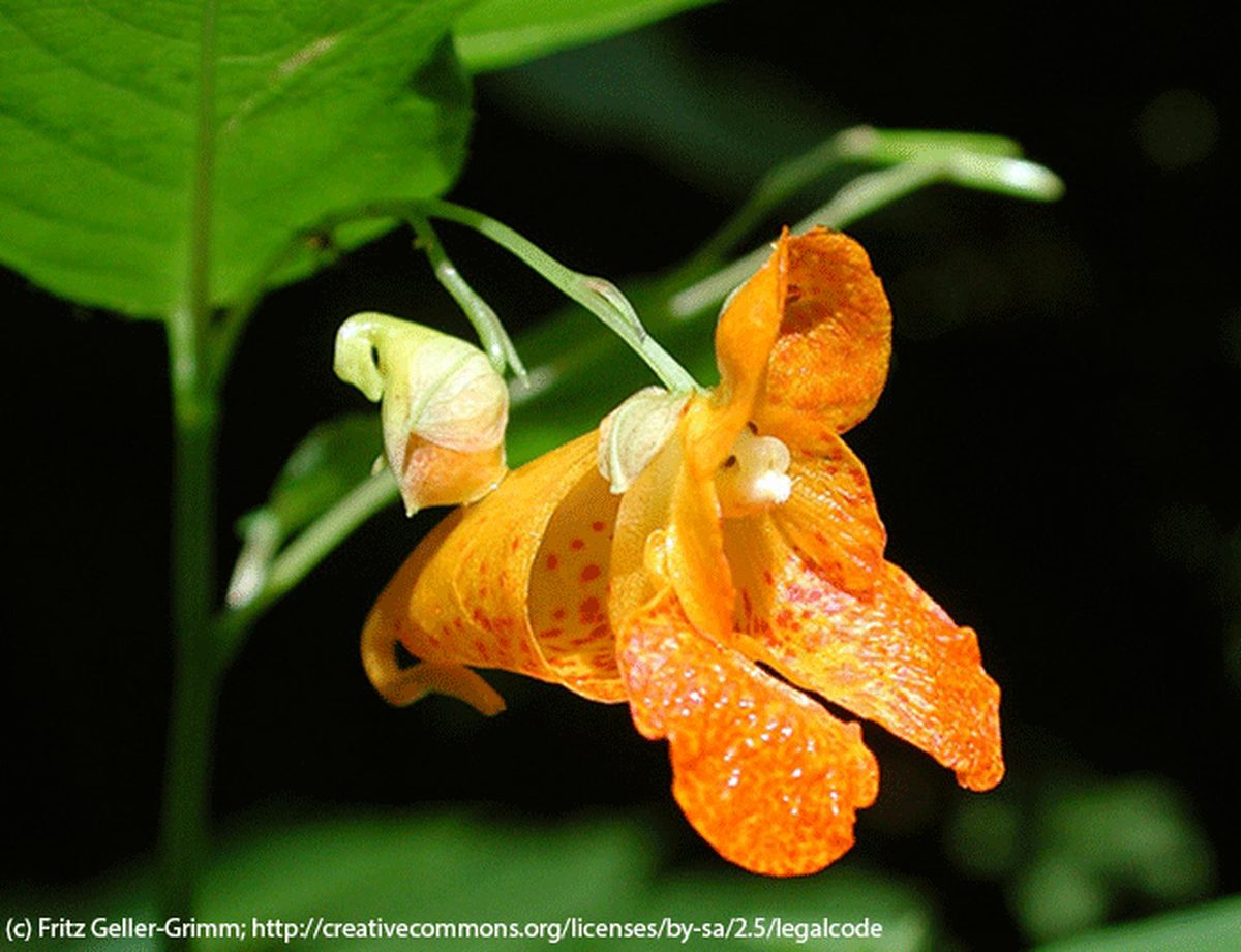 Spotted Jewelweed Spotted Jewelweed