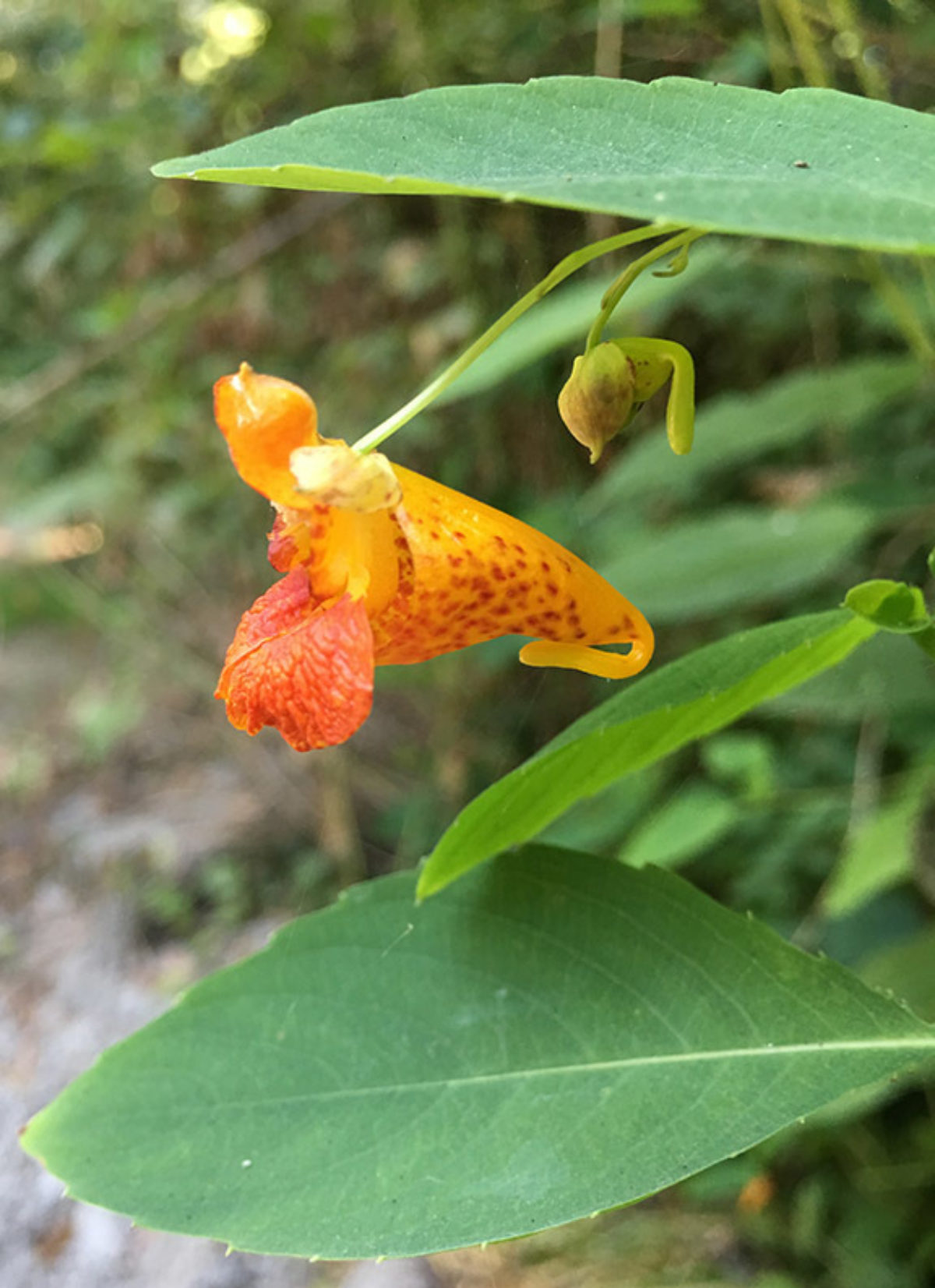 Spotted Jewelweed