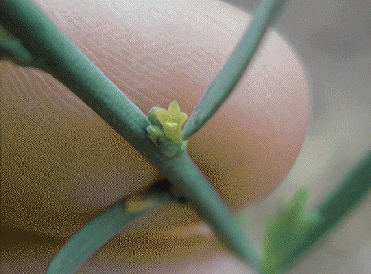 Spurge Flax Spurge Flax