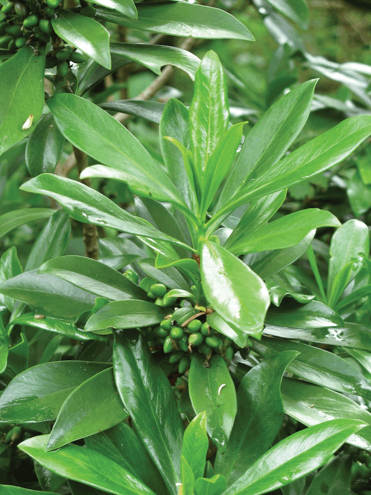 Spurge Laurel Spurge Laurel