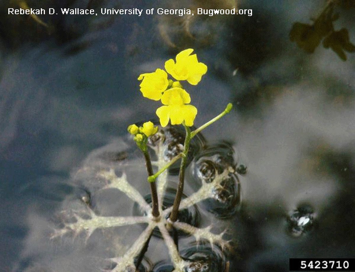 Swollen Bladderwort Swollen Bladderwort