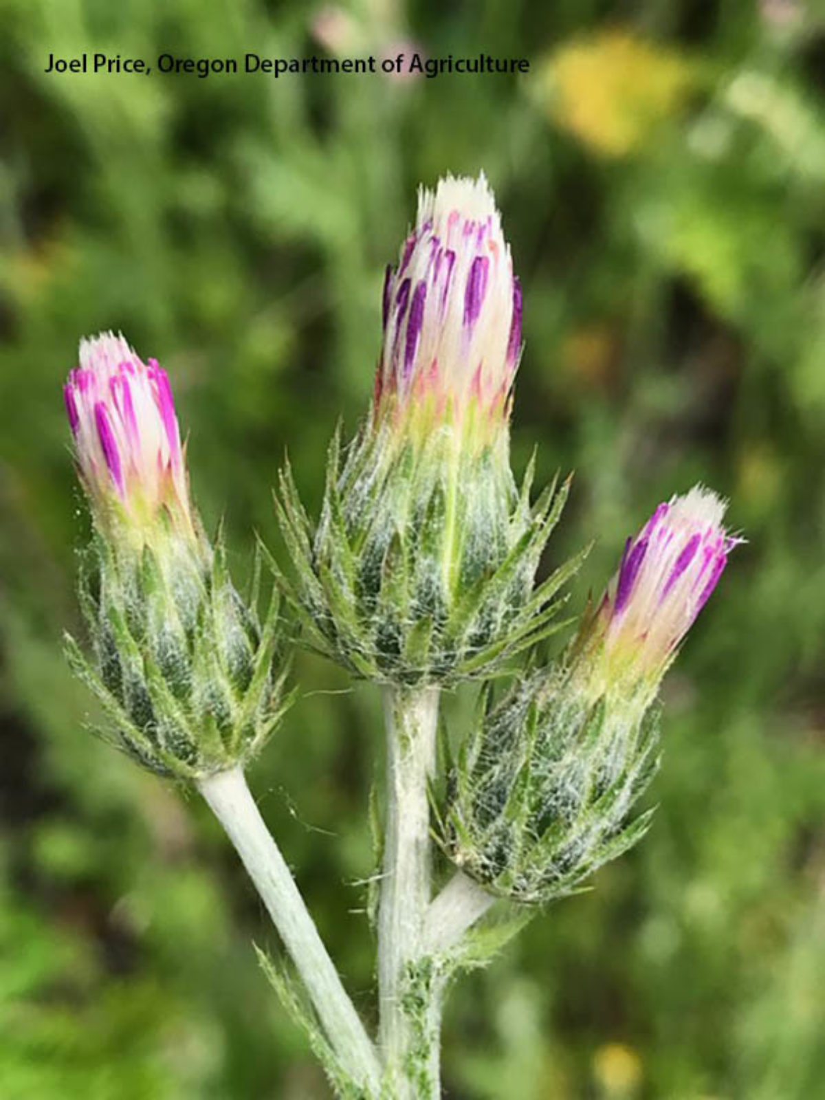 Turkish thistle