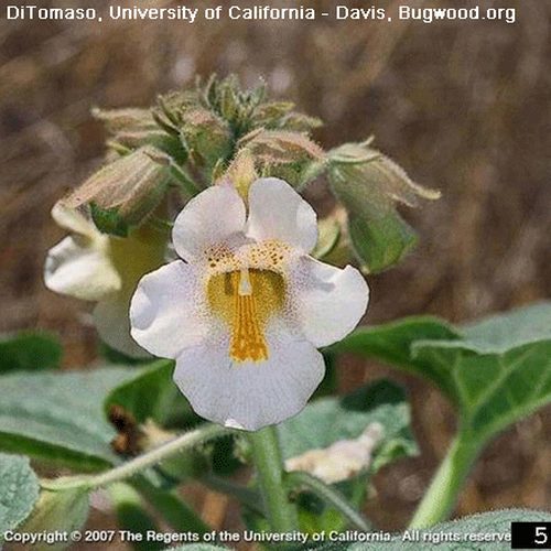 Unicorn Plant