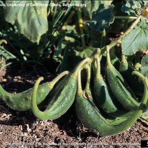 Unicorn Plant