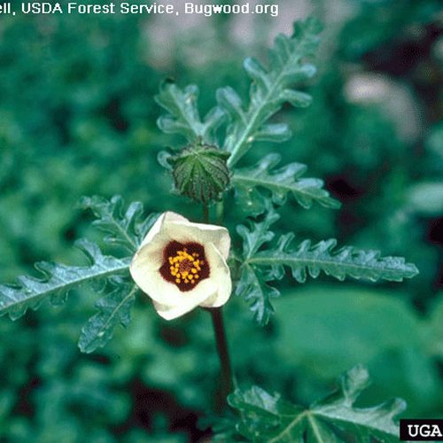 Venice Mallow