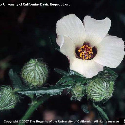 Venice Mallow