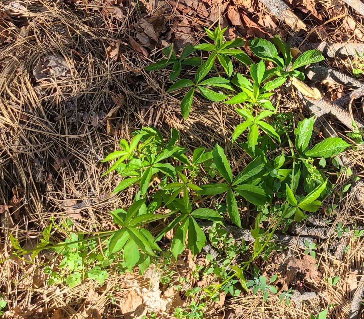 Wednesday Weed – Virginia Creeper