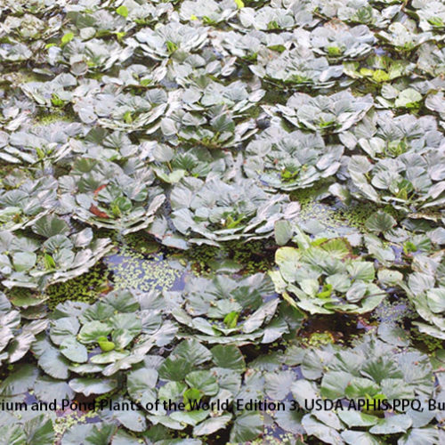 water chestnut