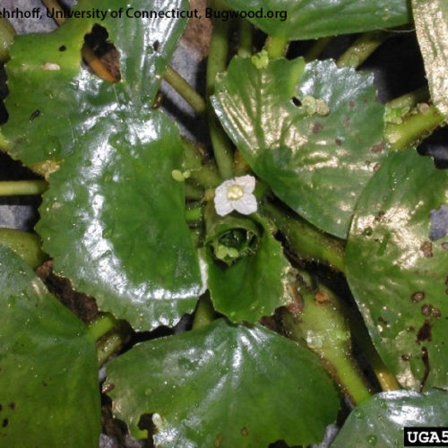 water chestnut