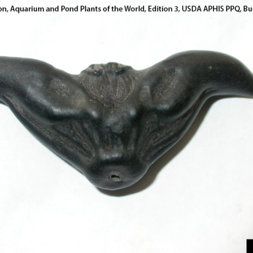 water chestnut