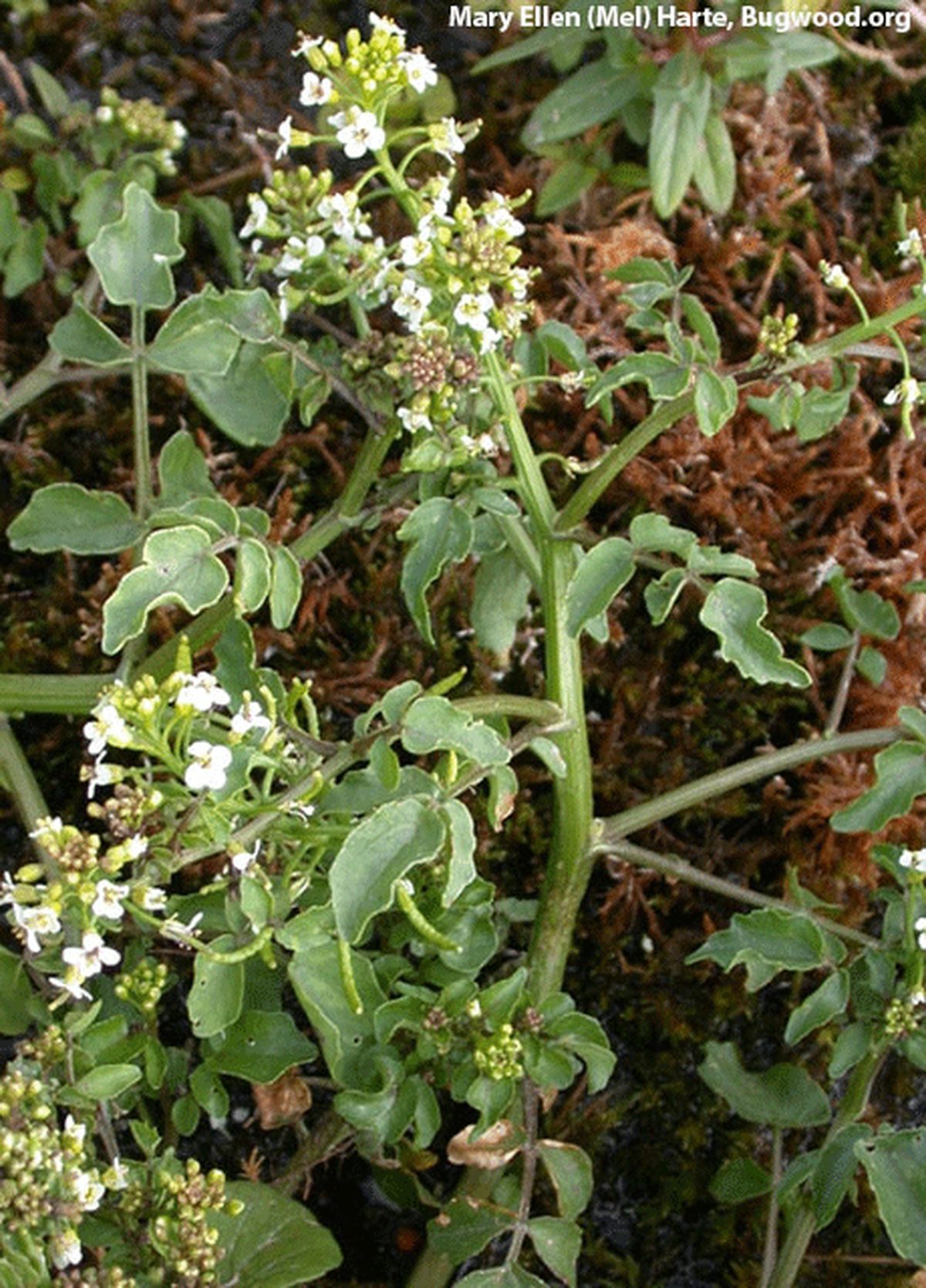 Washington State Noxious Weed Control Board Washington State Noxious Weed Control Board