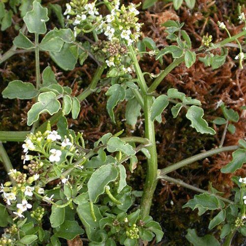 Watercress