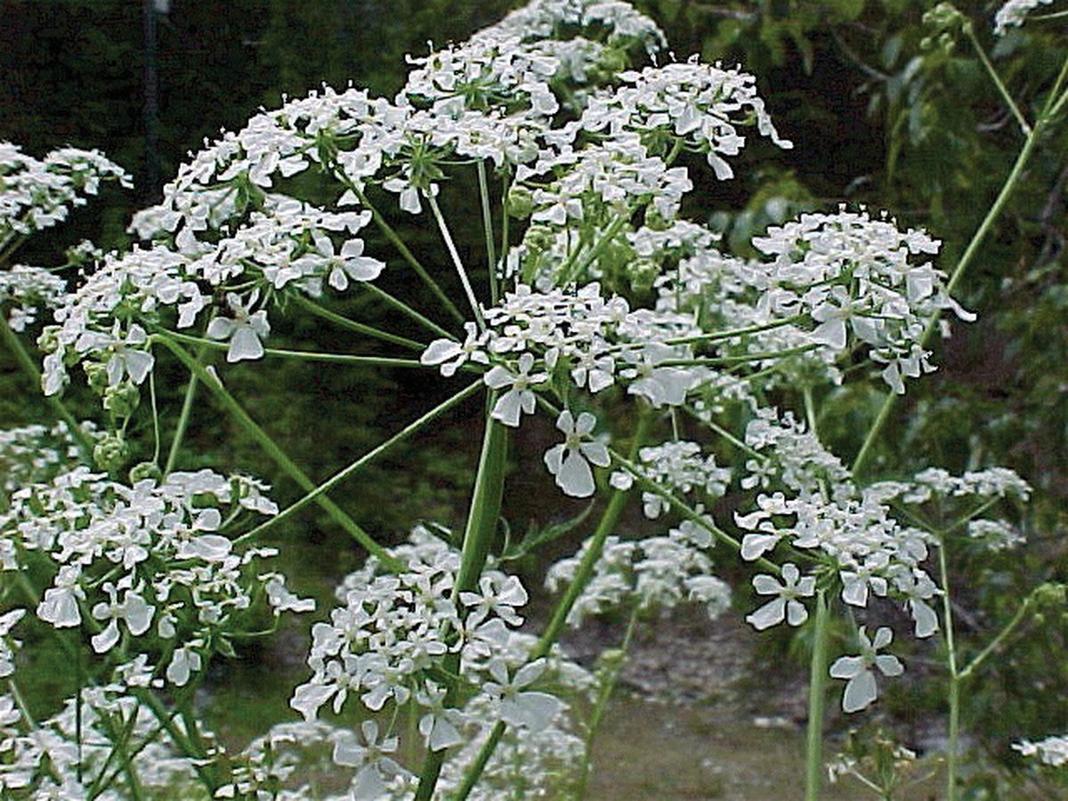 Wild Chervil Wild Chervil
