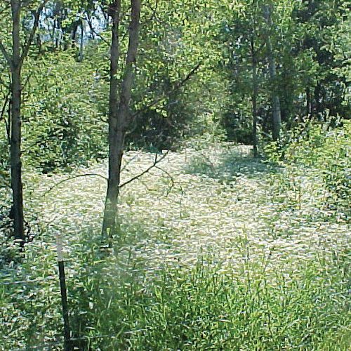 Wild Chervil