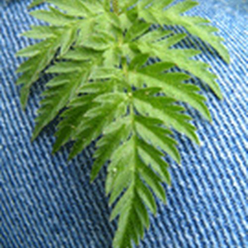 Wild Chervil
