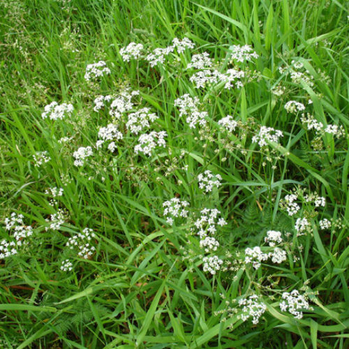 Wild Chervil