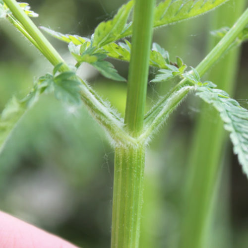 Wild Chervil