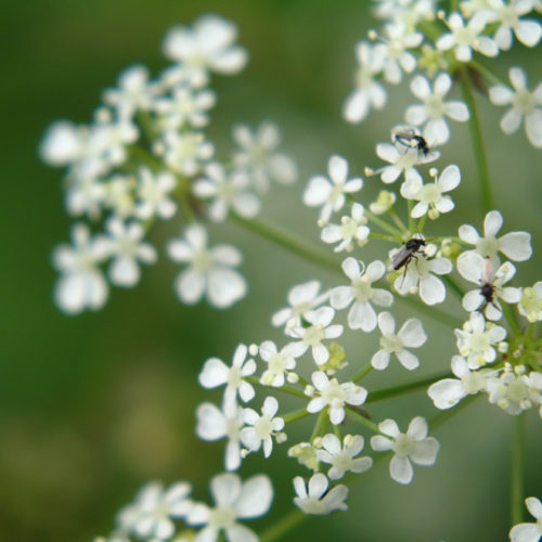 Wild Chervil