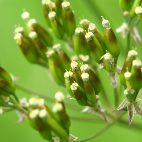 Wild Chervil