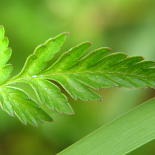 Wild Chervil