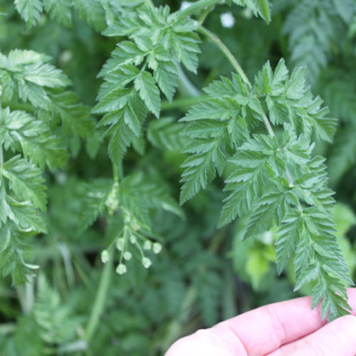 Wild Chervil