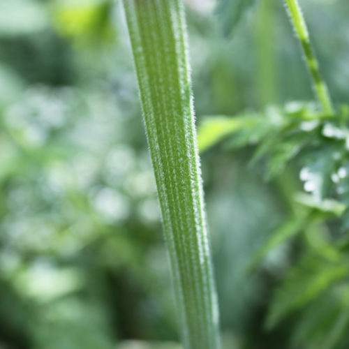 Wild Chervil