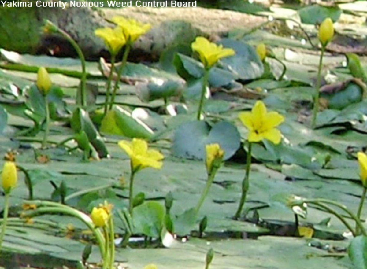 Yellow Floating Heart Yellow Floating Heart
