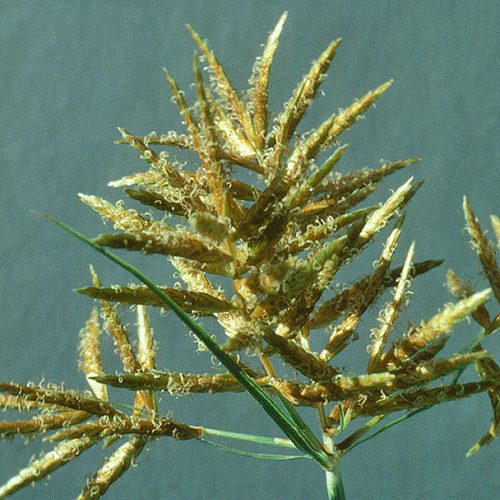 Yellow Nutsedge