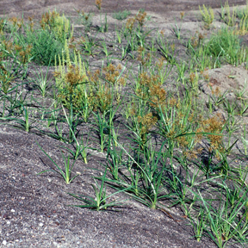 Yellow Nutsedge