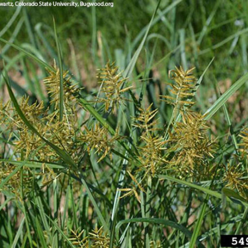 Yellow Nutsedge