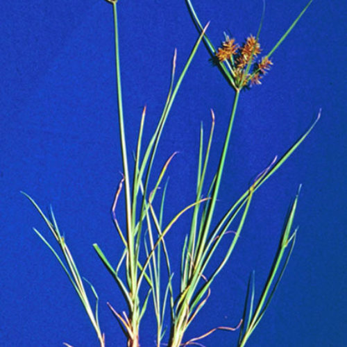 Yellow Nutsedge