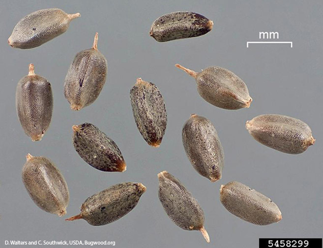 Yellow Nutsedge Seed