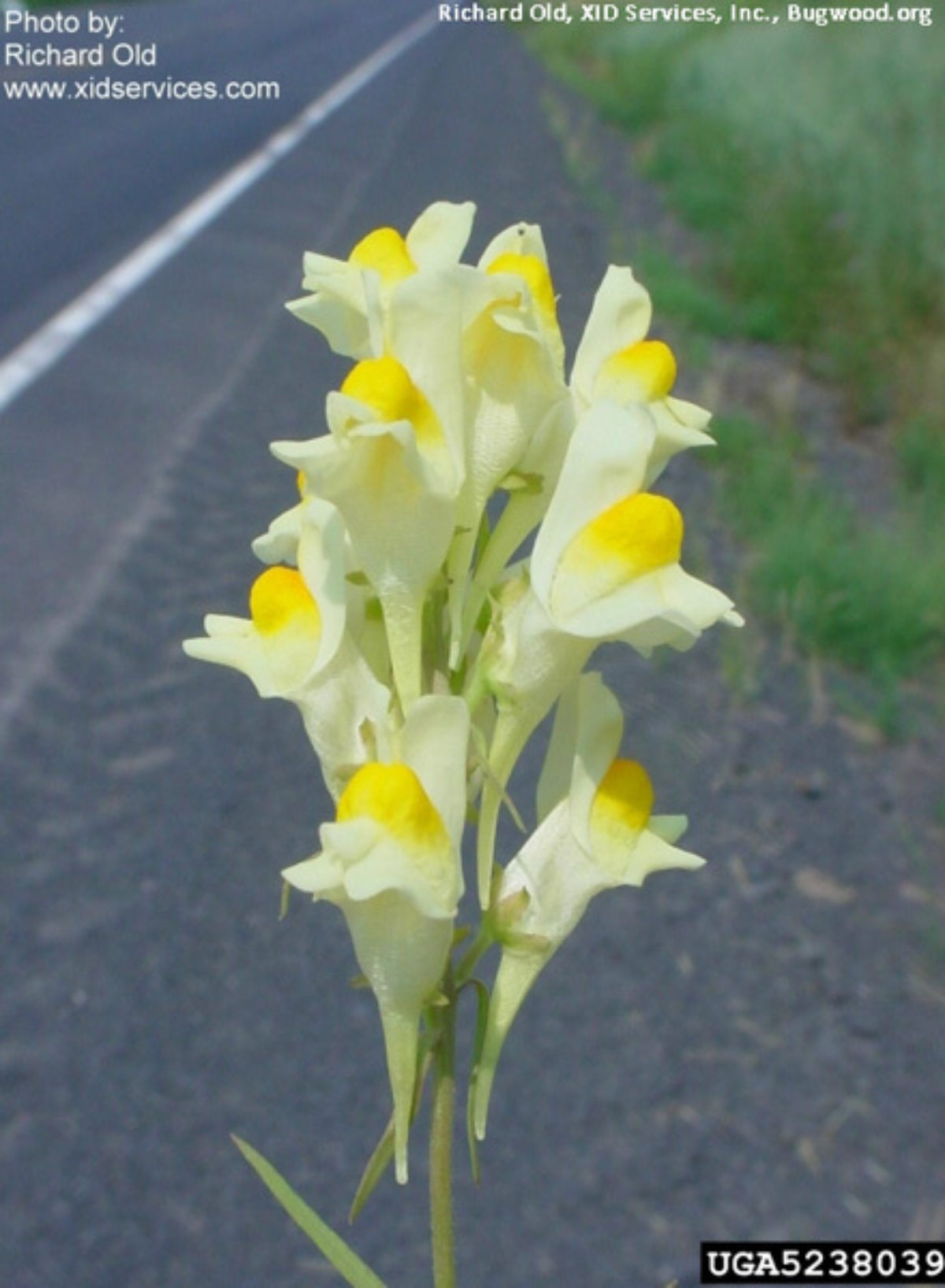 Yellow Toadflax Yellow Toadflax