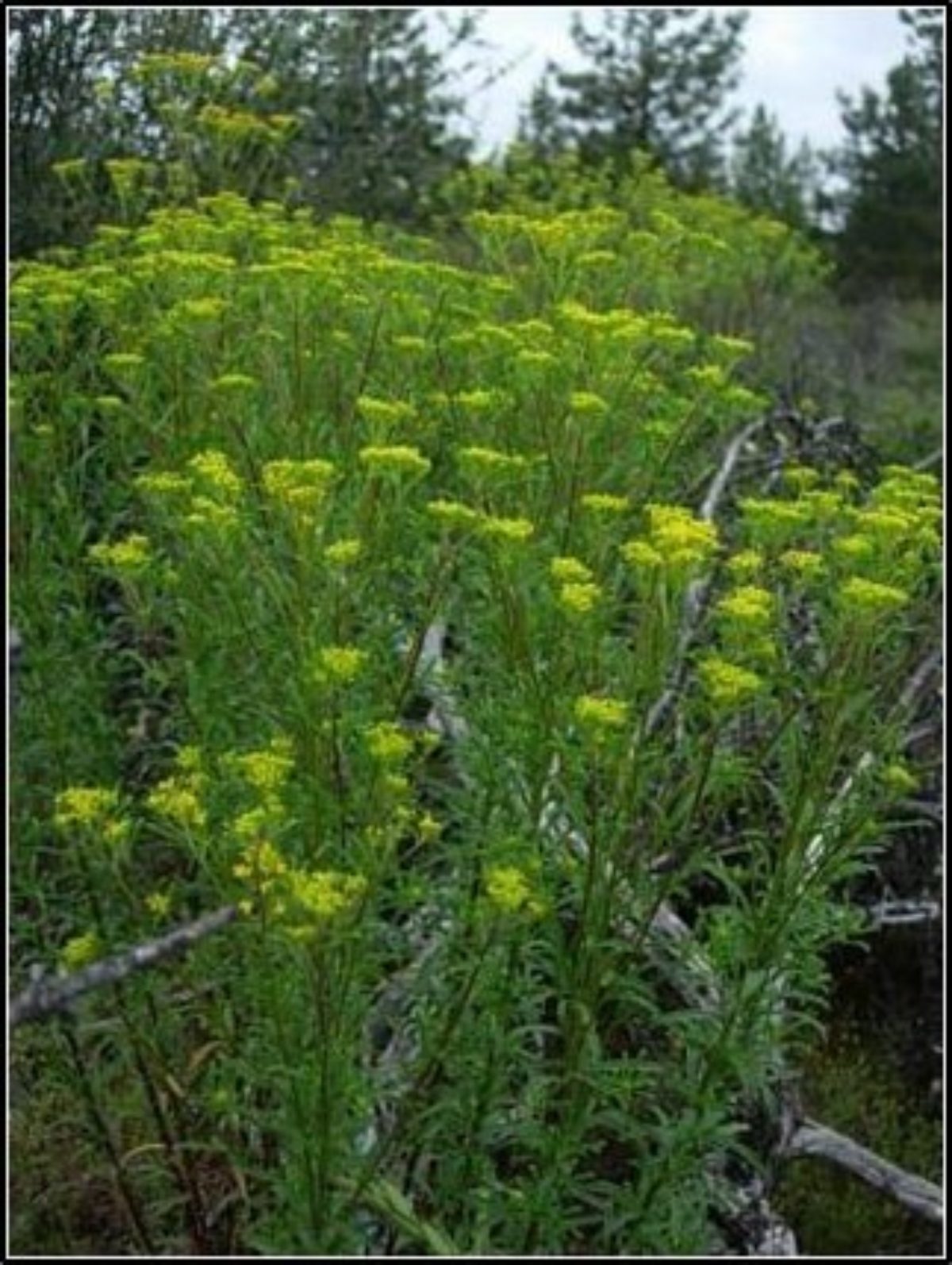 Yellowtuft Yellowtuft