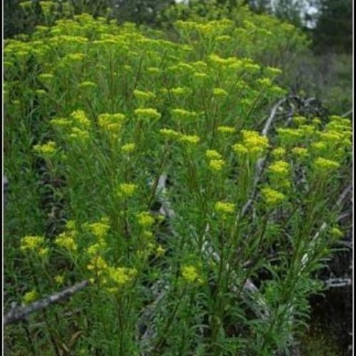 Yellowtuft 
